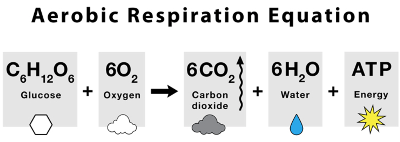 <p><span>Define the term </span><strong>aerobic respiration</strong><span>.</span></p>