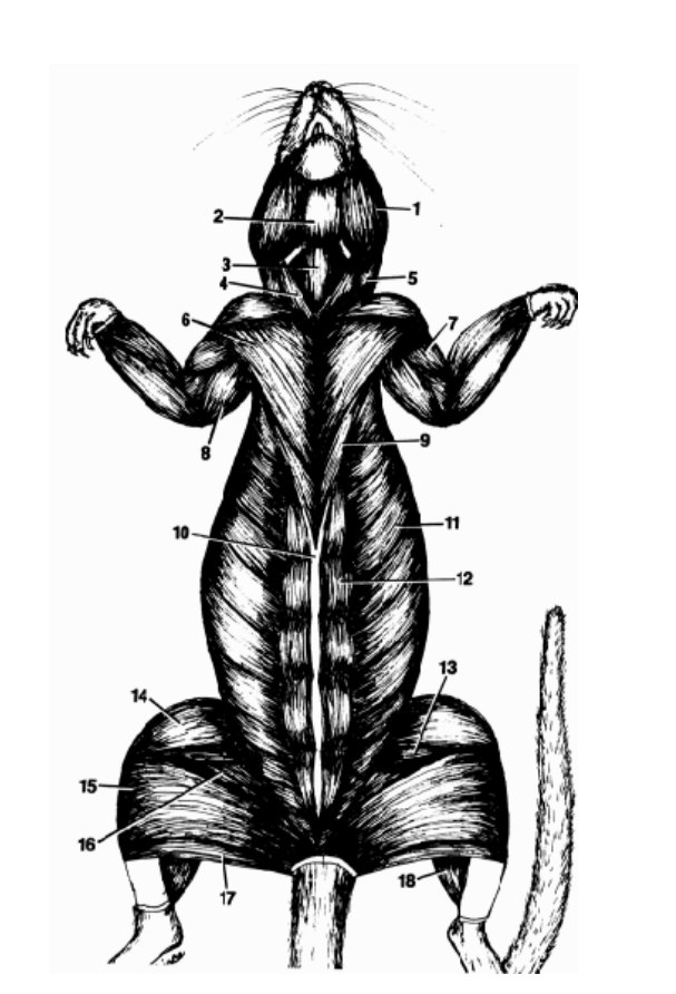 <p>Lets focus on the important <strong>muscles</strong>.<br>Where is…</p><p>Triceps Femoris?</p>