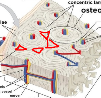 <p>lamellae that are not part of osteon, fills gaps <u>between</u> forming osteons </p>