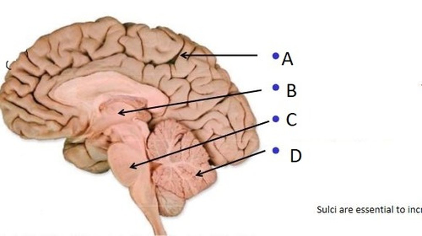 <p>A. Cerebrum</p><p>B. Diencephalon</p><p>C. Cerebellum</p><p>D. Brainstem</p>