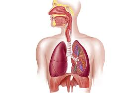 <p>What organs are in the <strong>Respiratory </strong>system and what is the fxn?</p>