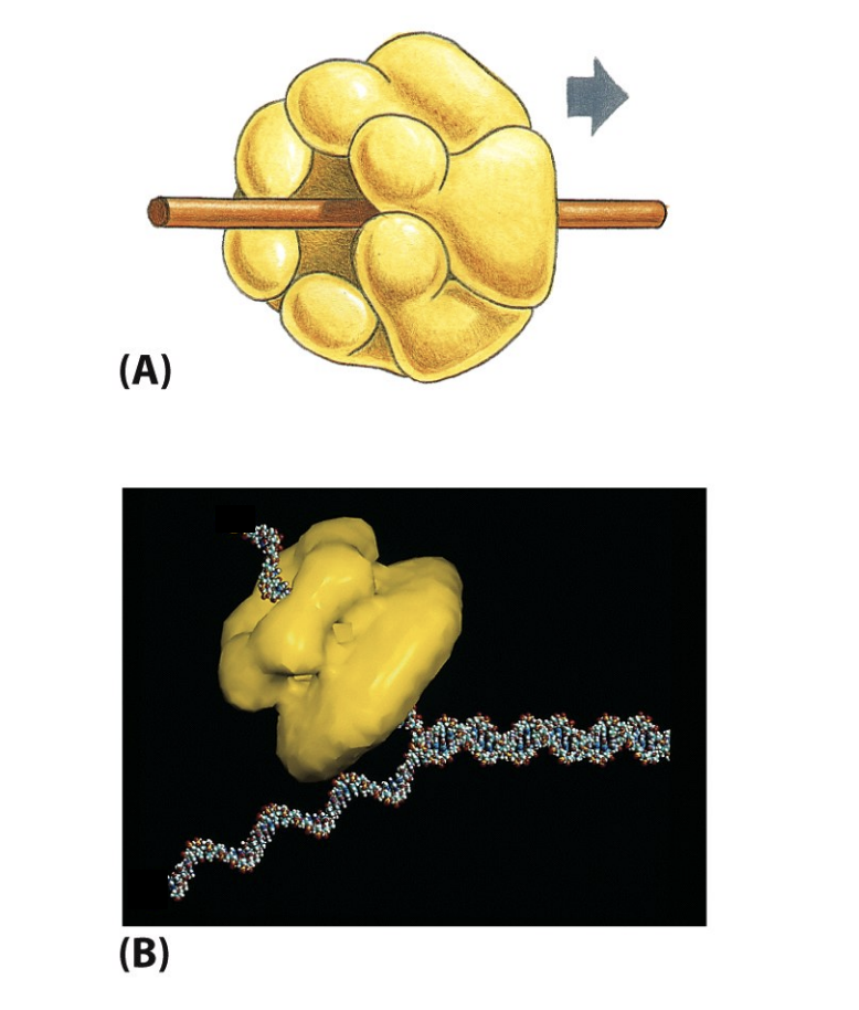 <ol><li><p>local unwinding&nbsp;</p></li><li><p>separation of the double hexamer complexes</p></li><li><p>ATP used to migrate and push</p></li></ol><p></p>