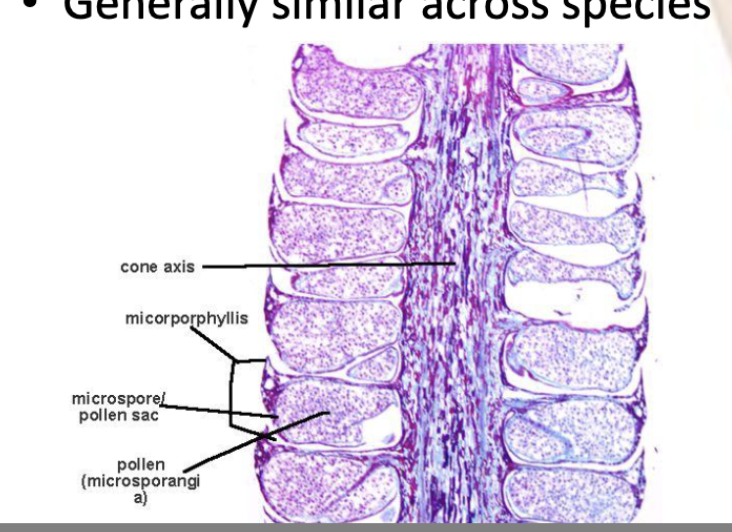 <ul><li><p><span style="background-color: transparent;"><span>Microstrobilus</span></span></p></li><li><p><span style="background-color: transparent;"><span>Herbaceous and smaller than female cone</span></span></p></li><li><p><span style="background-color: transparent;"><span>bract=microsporophyll (leaf driven)</span></span></p><ul><li><p><span style="background-color: transparent;"><span>Multiple pollen grains per bract</span></span></p></li></ul></li><li><p><span style="background-color: transparent;"><span>Similar across species</span></span></p></li></ul><p></p>