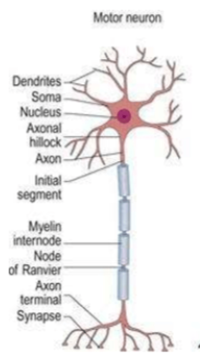 <p>motor neurons</p>