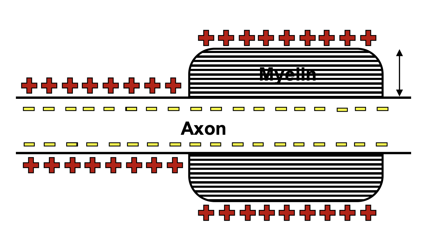 <p>Greater ________ myelin, decreased _______ across membrane and decreased ability to store charge</p>
