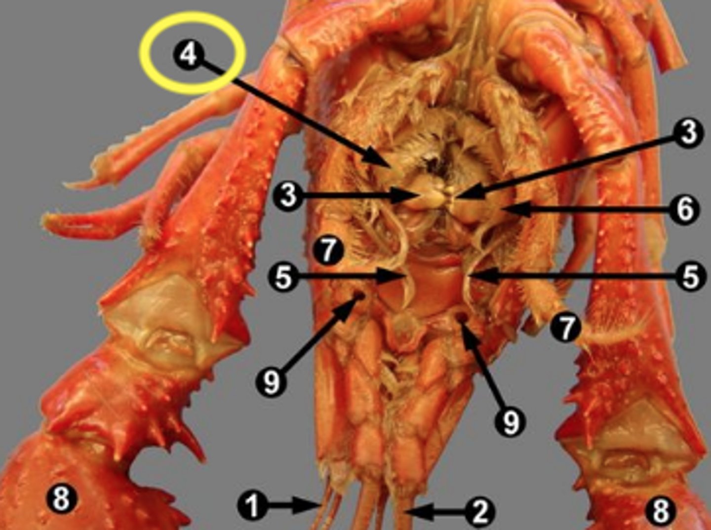<p>hairy structures covering the mandibles that are like the maxillipeds but less 'leg-like', manipulate food and keep water moving over the gills</p>