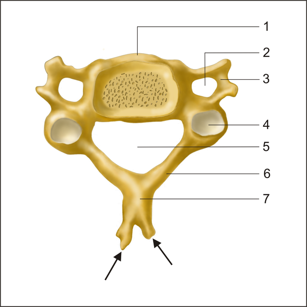 <p>The spinous process on the cervical vertebrae are forked</p>