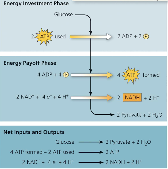 <ul><li><p>Investment: the cell spends 2 ATP</p></li><li><p>Payoff: 4 ATP is produced via substrate level phosphorylation</p></li><li><p>Overall: Net gain of 2ATP + 2NADH</p></li></ul><p></p>