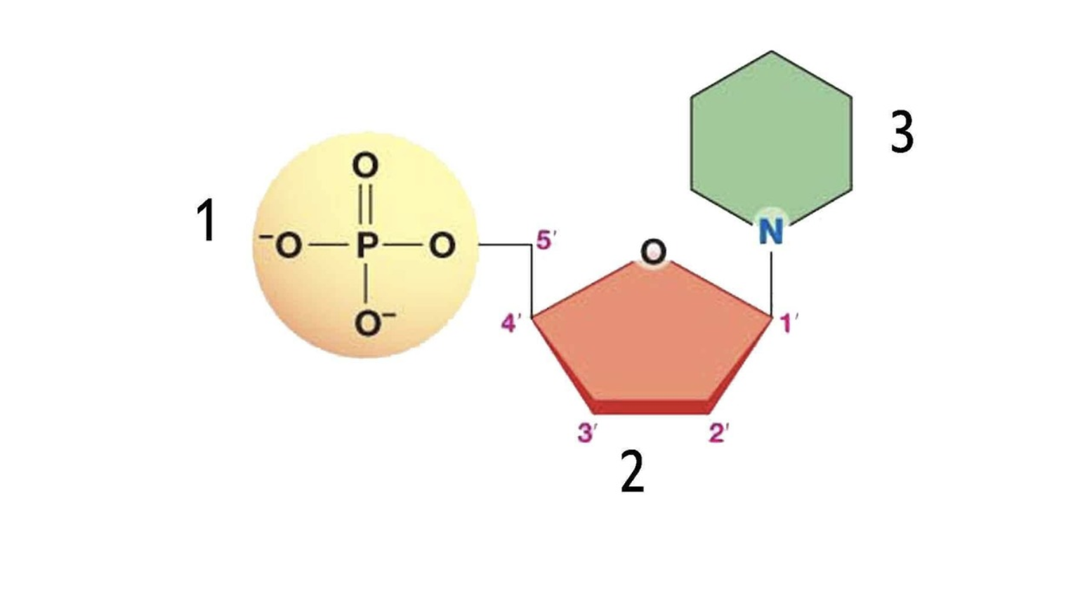 <p>What is the name of this monomer</p>