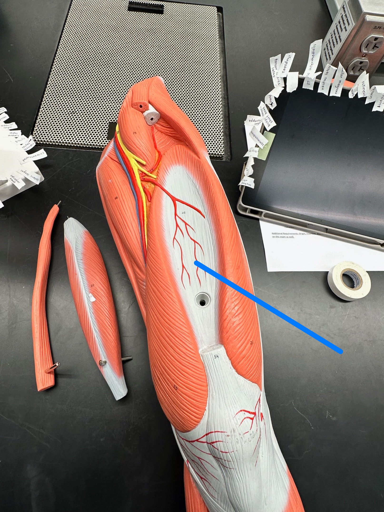 <p>ID muscle</p>