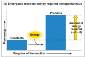 <p>Endergonic reaction</p>