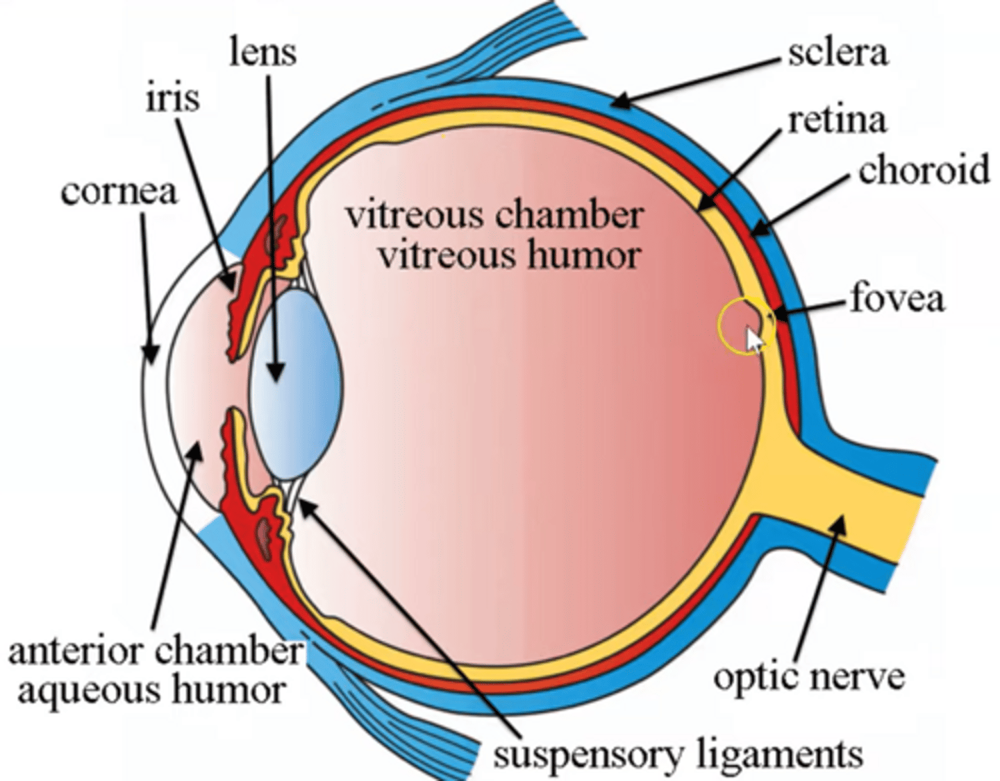 <p>● A light-sensitive layer at the back of the eye where light is focused</p><p>● Retina has receptor cells for light, which allow us to detect light intensity + light colour.</p><p>● Most light falls on fovea (centre of retina)</p>