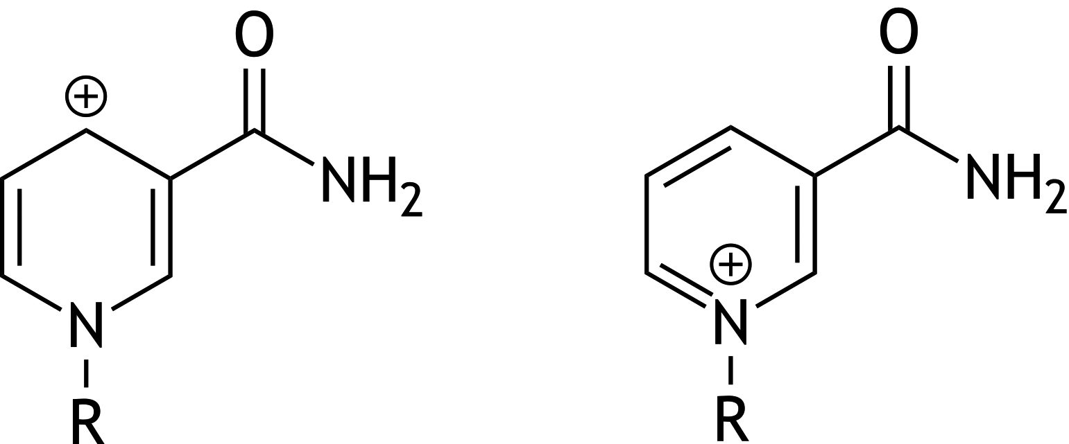 <p>54. Oxidoreductases often require NADH as a coenzyme when catalyzing a reduction reaction. During the reduction, NADH donates a hydride ion, forming NAD⁺.</p><p>What is the relationship between the two forms of NAD⁺ shown below?</p><p>A. Conformational isomers</p><p>B. Constitutional isomers</p><p>C. Resonance structures (mesomeric forms)</p><p>D. Stereoisomers</p><p>E. Two compounds in equilibrium</p>
