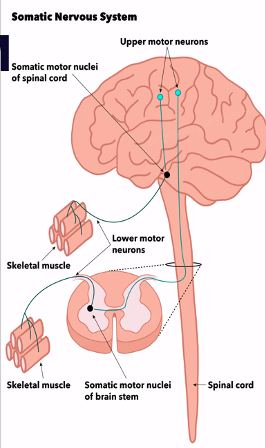 <p>Somatic Nervous System</p>