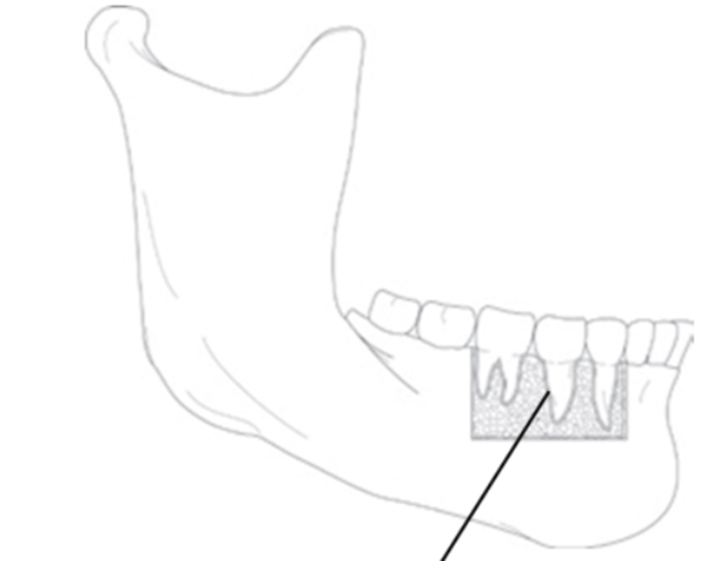<p>What is the functional classification of this joint?</p>