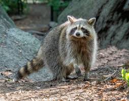 <ul><li><p>north american raccoon</p></li><li><p>grey</p></li><li><p>black mask</p></li><li><p>rings on tails</p></li></ul><p></p>
