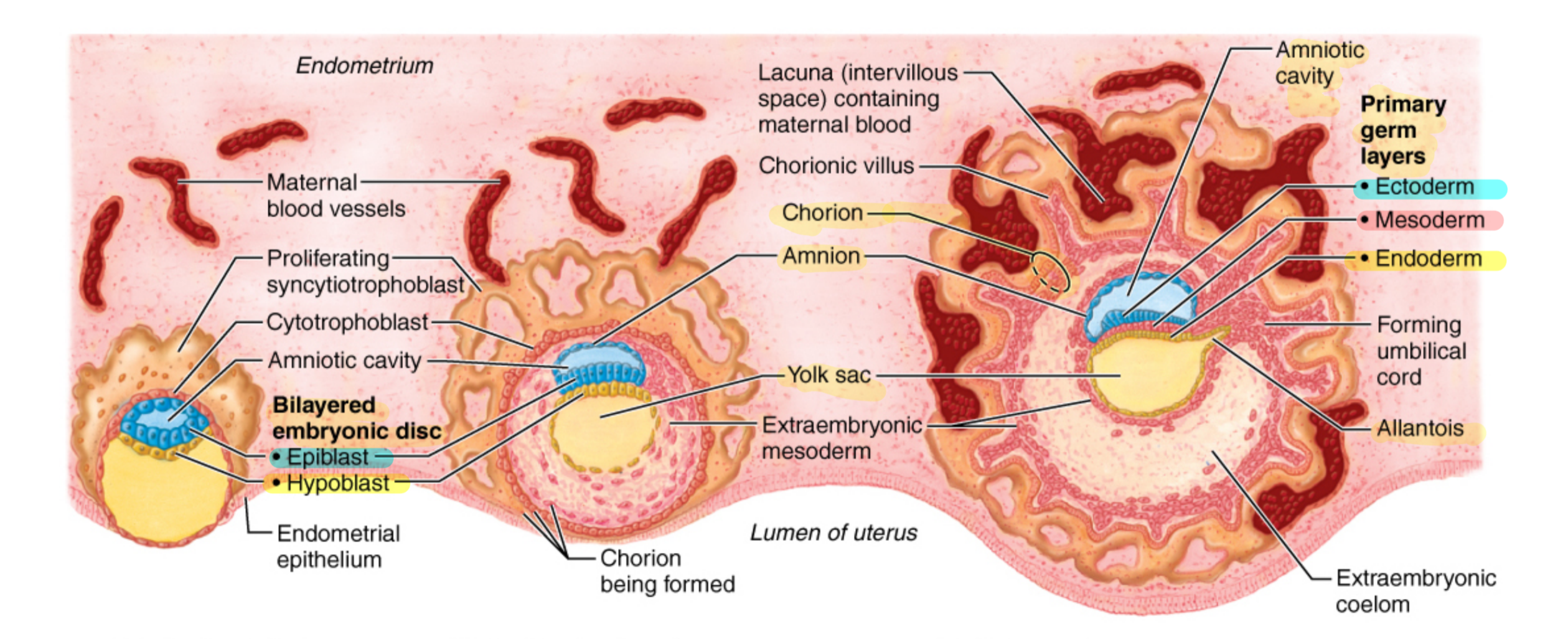 <p>A. Bilayered Embryonic Disc</p><p>B. Epiblast</p><p>C. Hypoblast</p><p>D. Chorion</p><p>E. Amnion</p><p>F. Yolk Sac</p><p>G. Amniotic Sac</p><p>H. Primary Germ Layers</p><p>I. Ectoderm</p><p>J. Mesoderm</p><p>K. Endoderm</p><p>L. Allantois</p>