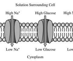 or each ion or molecule, the relative concentration on each side of the membrane is indicated. Which of the following accurately describes one of the movements taking place?