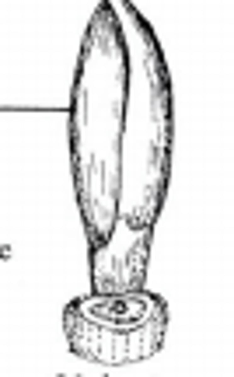 <p>Two or three scales that do not overlap.</p>