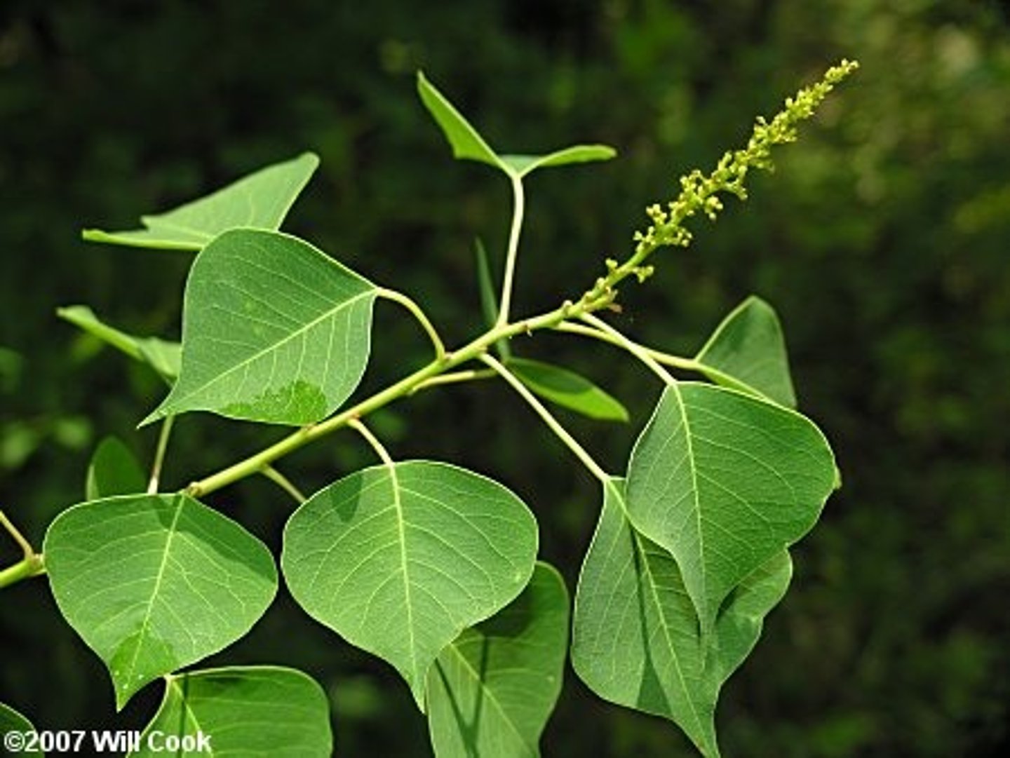 <p>Triadica sebifera<br>Euphorbiaceae</p>
