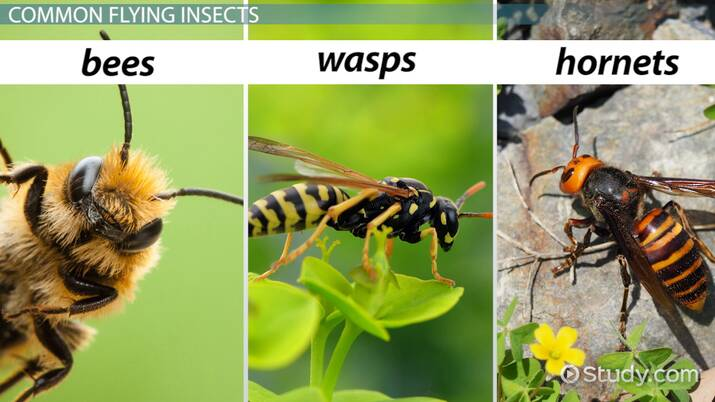 <p><span>Their stings can cause local reactions, severe allergic reactions, or anaphylaxis in sensitive individuals.</span></p>