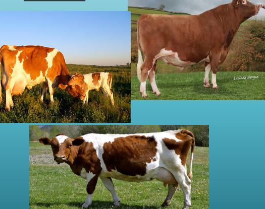 <p>what breed and type is this&nbsp;</p>