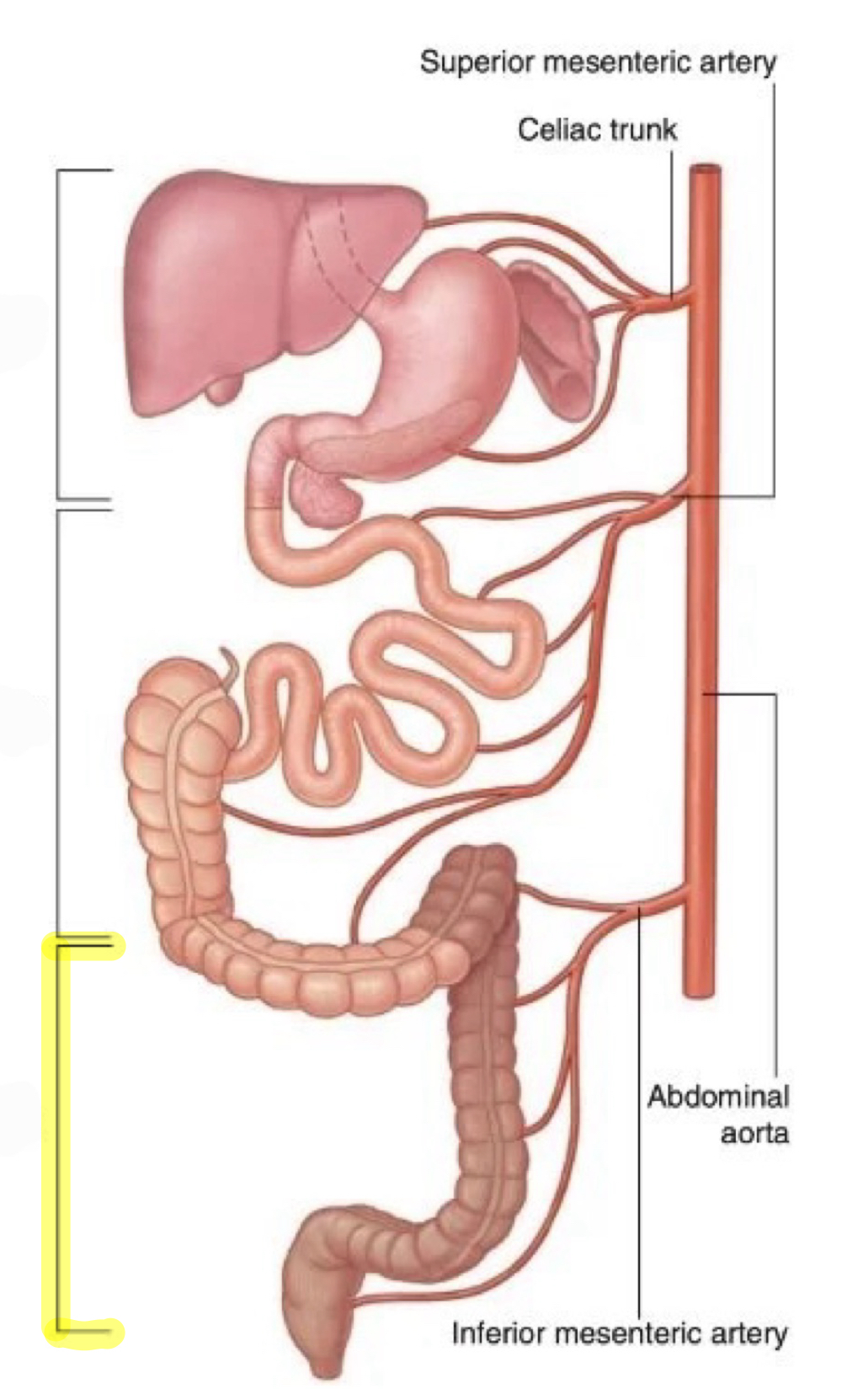 <p>identify the highlighted compartment</p>