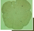 <p>One of the closest relatives to land plants</p><p>Multicellular</p><p>Retain eggs in the parental organism (like land plants) and have cells connected by plasmodesmata</p>