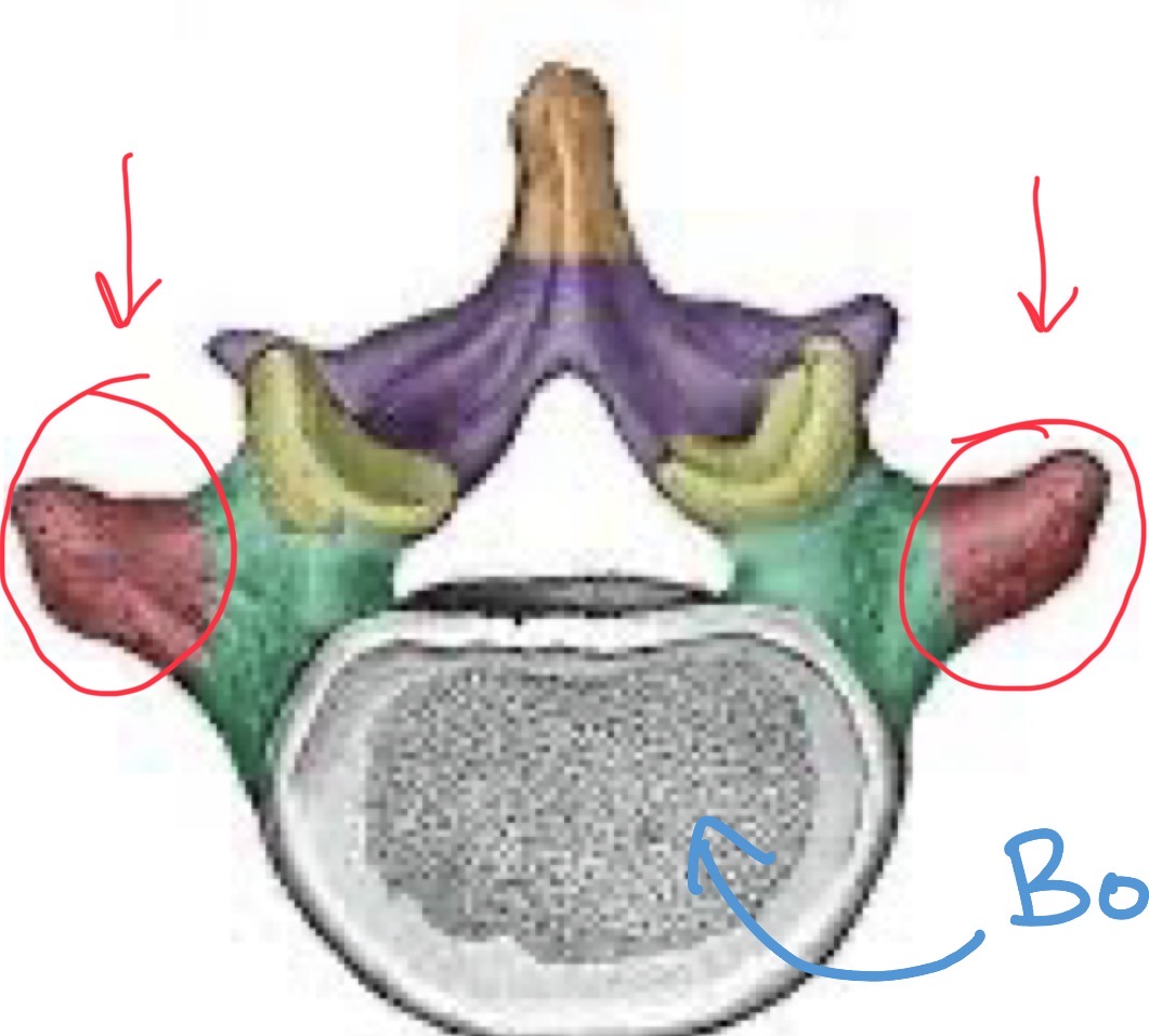 <p>Each vertebrae has two of these</p>