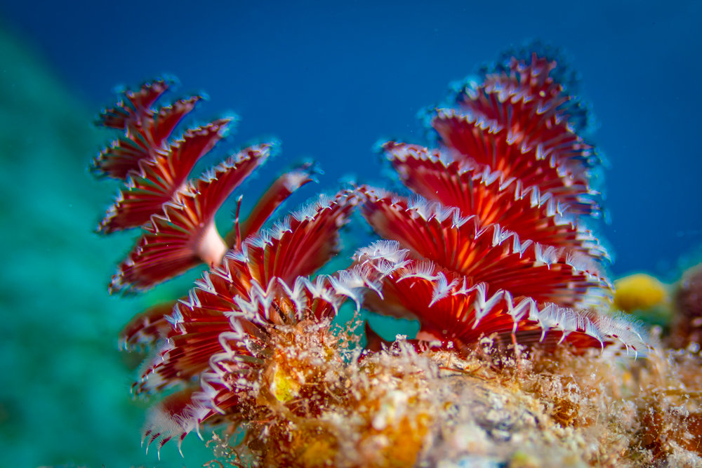 <p>elaborate christmas tree shaped tentacles</p>