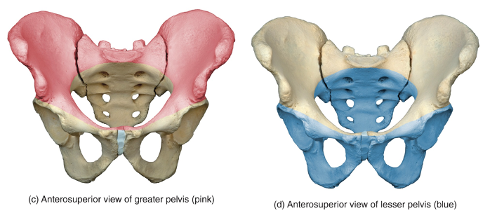 <p>The area of the bony pelvis inferior to the pelvic brim </p>
