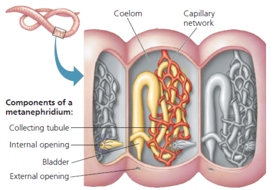 <ul><li><p>Har “metanephridia”, røyr som buktar seg fleire gonger innan same kroppssegment. Kapillærnett er surra rundt og tillate diffusjon av stoff</p></li></ul>