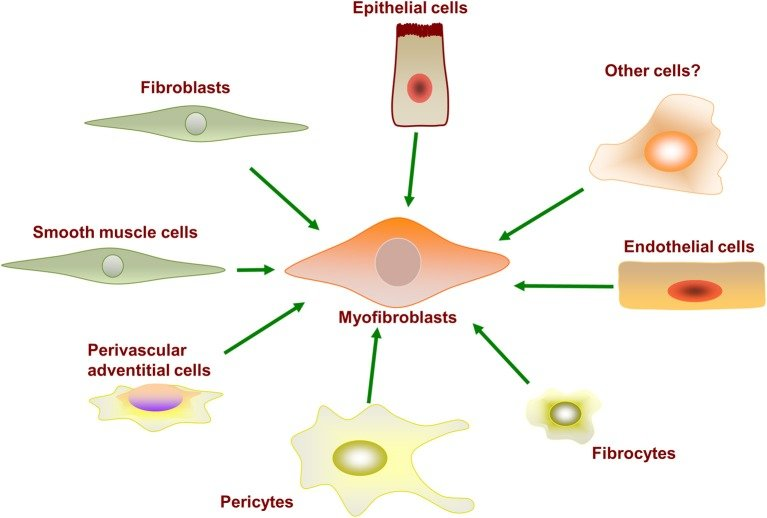 myofibroblast