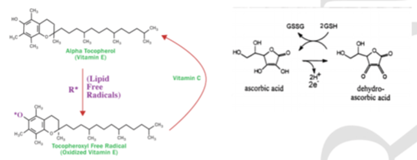 <p>antioksidanti</p><p>to galvenā funkcija - būt par molekulu, kura viegli oksidējas (atdod elektronus)</p>