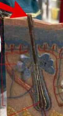 <p>The part of the hair that extends above the skin's surface, made of keratinized cells. </p>