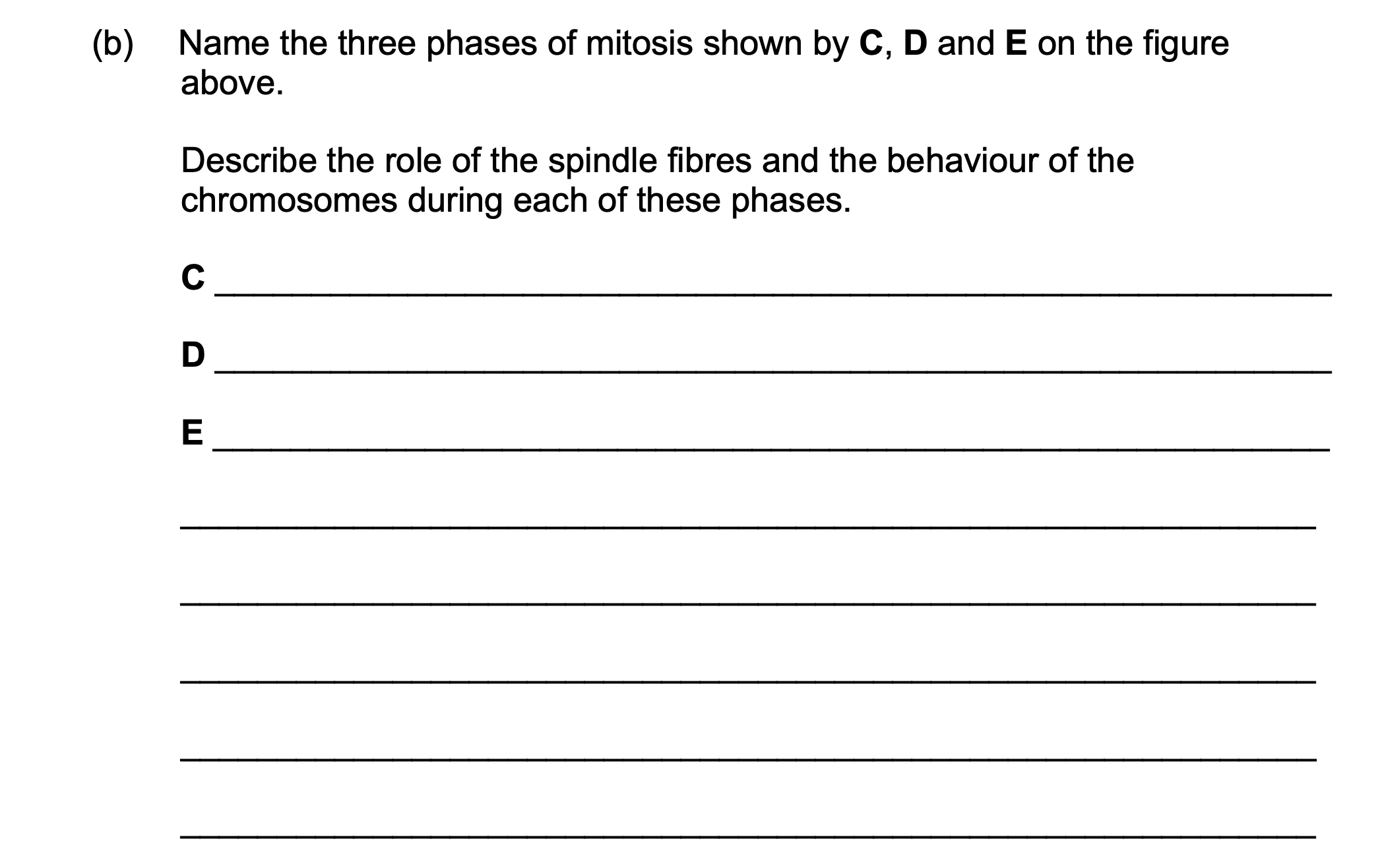 <p>Name the three phases of mitosis shown by C, D and E on the figure</p><p>above.</p><p>Describe the role of the spindle fibres and the behaviour of the</p><p>chromosomes during each of these phases.</p>