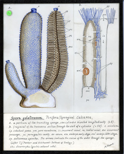 <p>ostium, incurrent canals, radial CANALS lined with choanocytes, spongocoel; osclum </p>