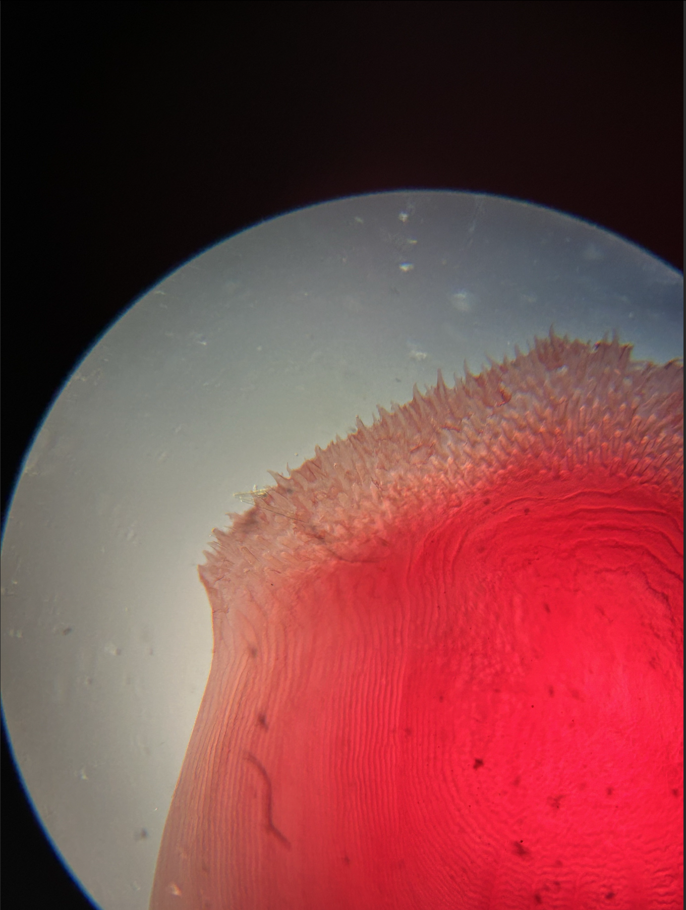 <p>what type of scale is this?</p>