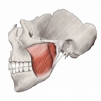 <p>Insertion: angle and lateral surface of the mandibular ramus </p><p>Origin: zygomatic arch</p>