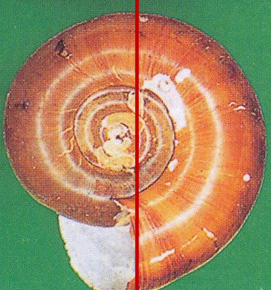 <p>Snail <strong><em>Intermediate hosts of Schistosoma spp</em></strong></p>