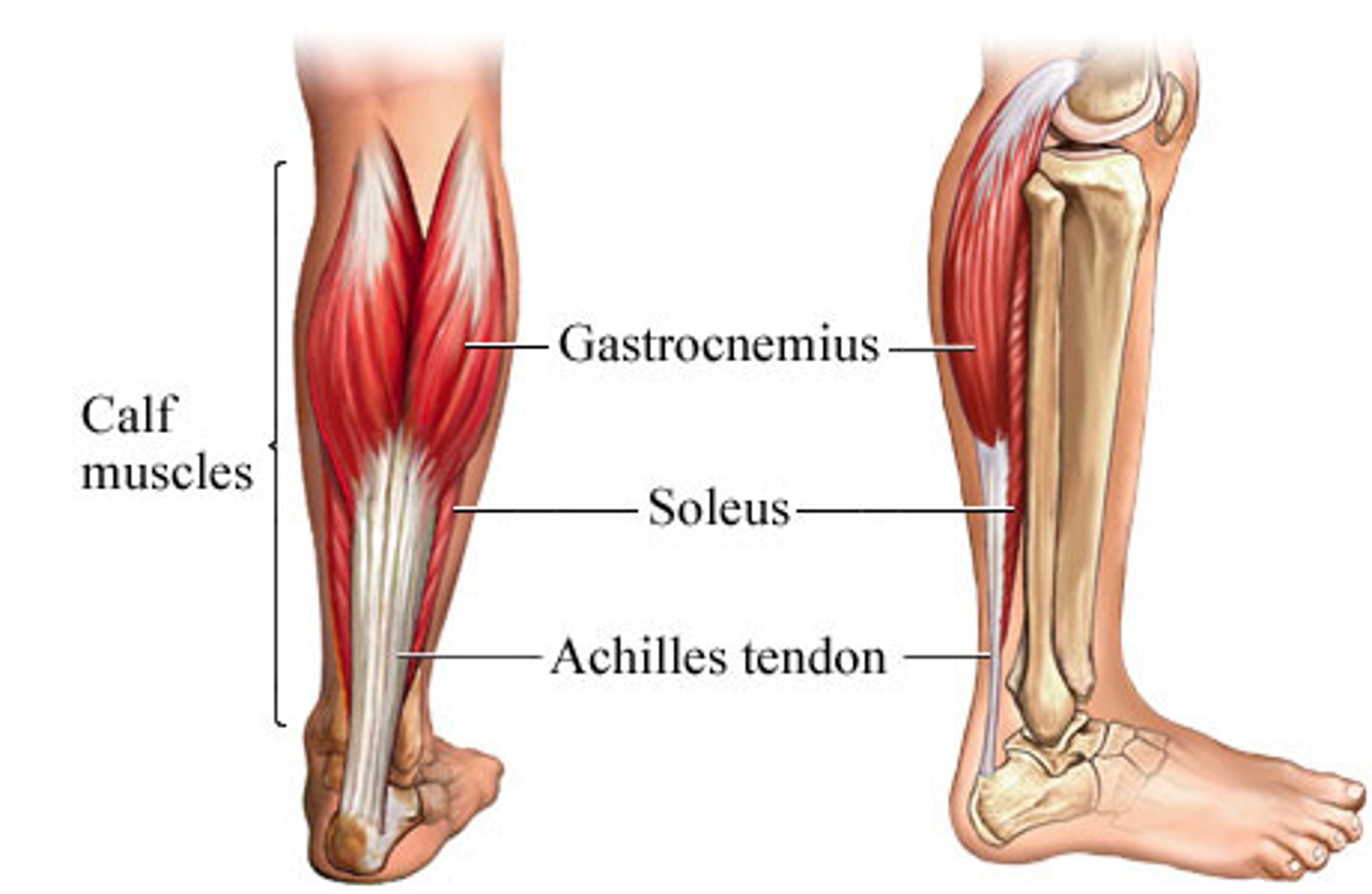 <p>-Origin fibula, medial border of tibia (soleal line)</p><p>=Insertion tendo calcaneus</p><p>-Nerve tibial nerve, specifically, nerve roots L5-S2</p><p>-Actions plantarflexion</p><p>-Antagonist tibialis anterior</p>