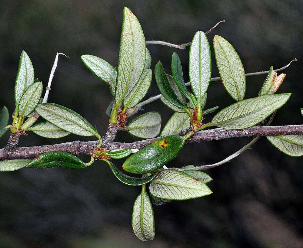 <p>What is this plant’s scientific name?</p>
