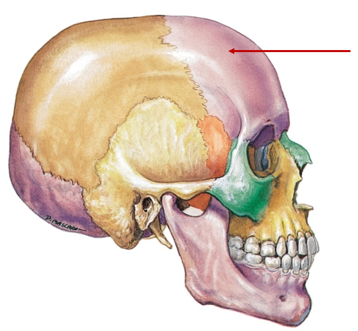 <p>Front of head (forehead)</p>