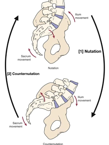 <p>Important during pregnancy.</p><p>Relaxin hormone that helps in pelvic flexibility, relaxing the ligaments</p><ul><li><p>Nutation: standing, the coccyx goes backwards</p></li><li><p>counter-nutation</p></li></ul><p></p>