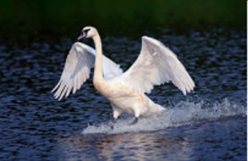 Wat doet het dynamisch effect op een voorwerp?