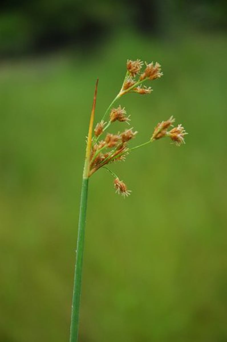 <ul><li><p>round</p></li><li><p>drupes</p></li><li><p>perigynium</p></li></ul><p>Species</p>