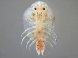 <p>-fish lice</p><p>-32 spp.</p><p>-fish ectoparasites </p><p>-2nd maxillae modified as suction cups</p><p>-4 pairs thoracic appendages</p><p></p>