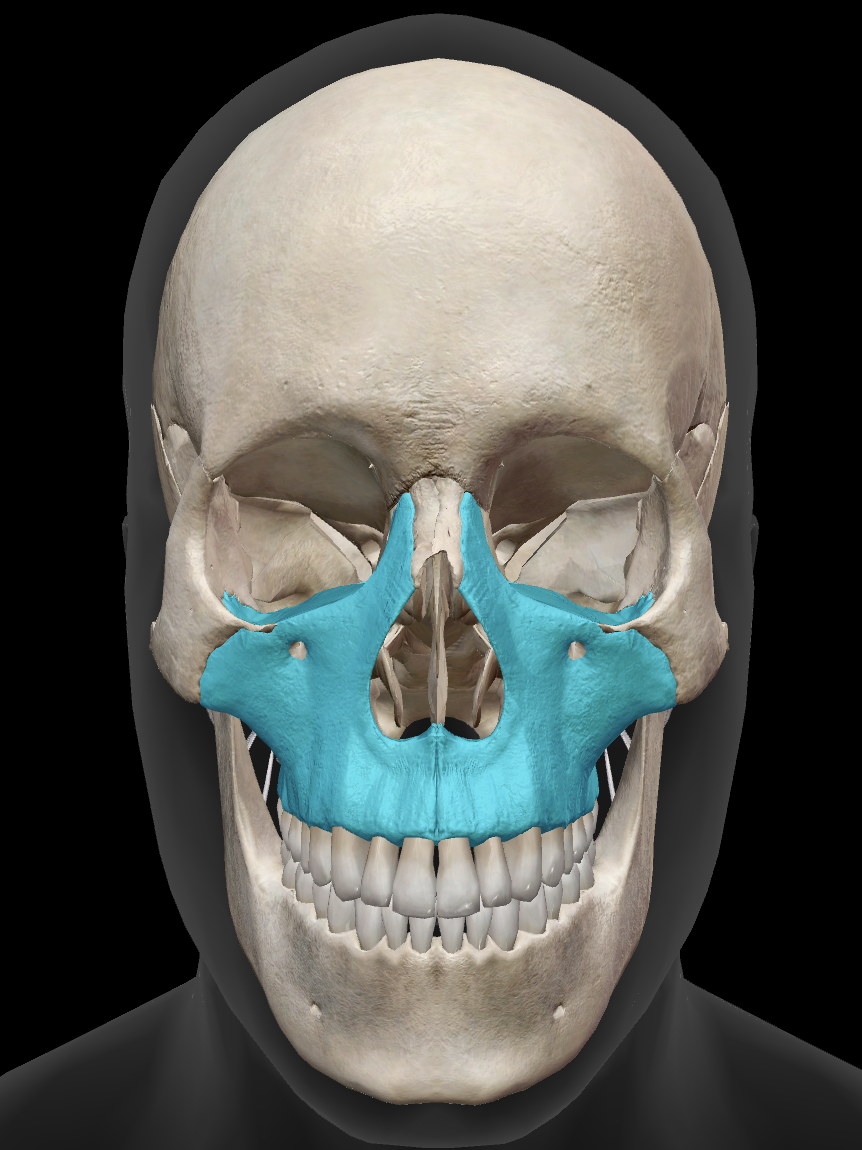 <p>What bone is this?</p>