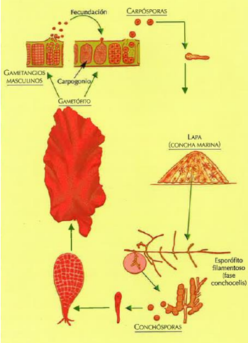 <p><strong>alo laminar dioico</strong>, en el mismo hay gametangios masculinos y femeninos. Producen <strong>carposporas </strong>en gran cantidad (<span style="color: red;"><span>carente de flagelo</span></span>) para suplir la falta de movimiento. El <strong>zigoto germina </strong>sobre la <strong>concha </strong>de bivalvos (<strong>conchocelis</strong>) creando una <strong>fase filamentosa</strong>. Esta produce <strong>conchosporas </strong>que germinan creando el <strong>alga habloide</strong>.</p><p style="text-align: justify;"></p>