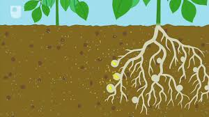 <ul><li><p>N2 to usable NH3</p></li><li><p>done by diazotrophs (bacteria and archaea that fix atmospheric nitrogen into usable forms)</p></li><li><p>done by symbiotes (ex. rhizobium) or free living bacteria</p></li><li><p>Nitrogenase enzyme</p></li></ul><p></p>